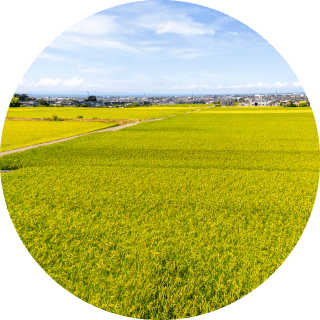 黒部市前沢地区にひろがる稲穂