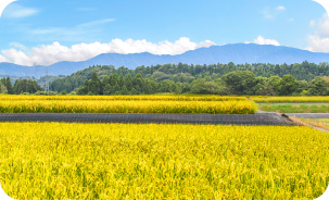 富山県黒部市前沢地区の田んぼ