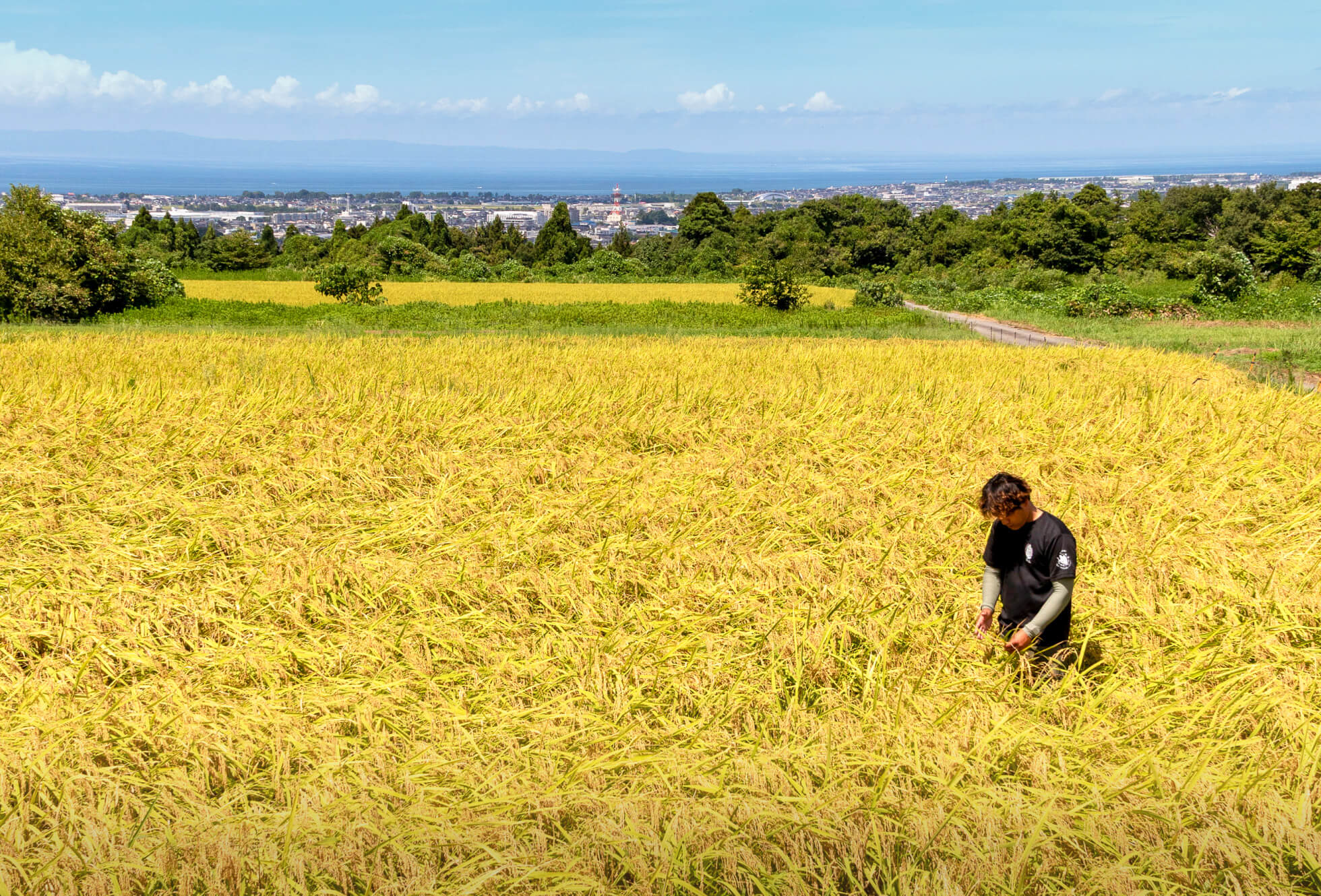 前沢の田んぼの稲の中で