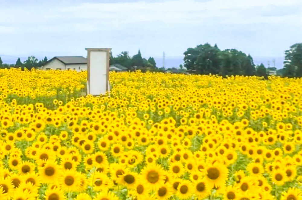 ひまわり畑で耕作放棄地の解消